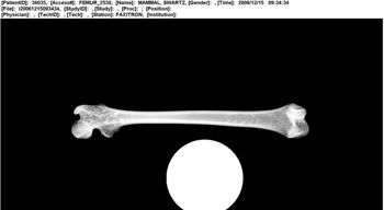 Media type: image;   Mammalogy 36035